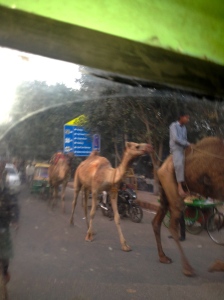 Camels at the Taj Mahal!
